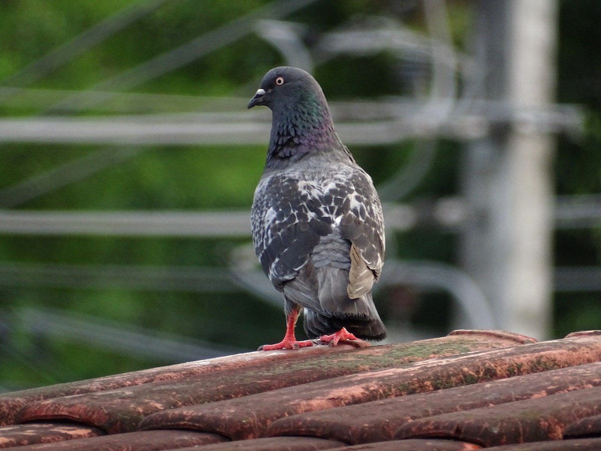 Rock Pigeon (Feral Pigeon) - ML610507278