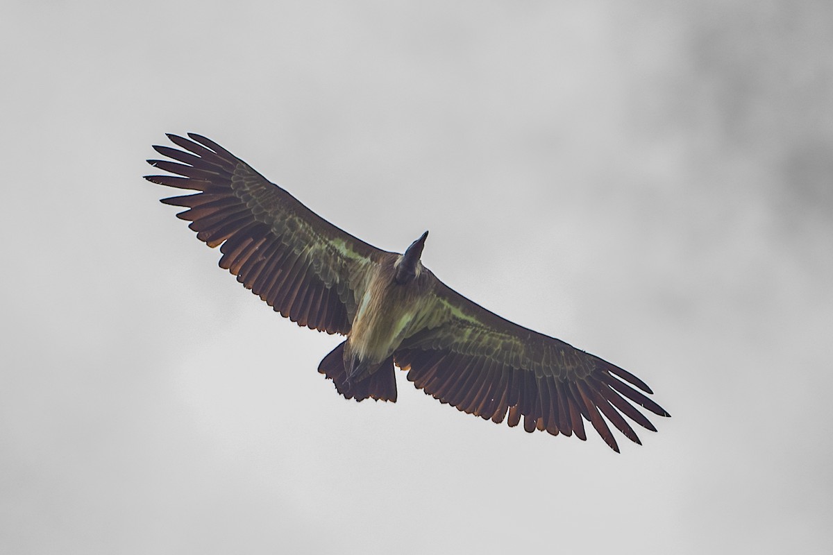 Slender-billed Vulture - Vivek Saggar