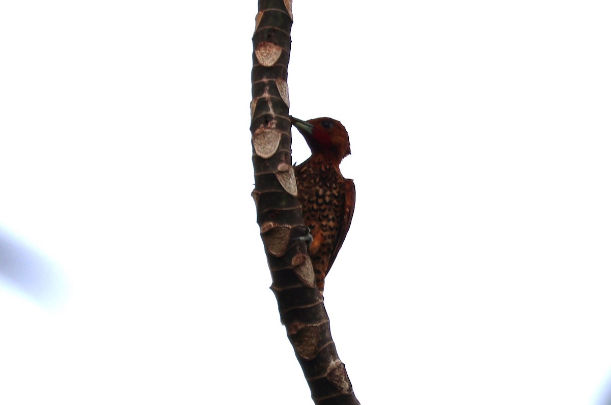 Cinnamon Woodpecker - ML610507568