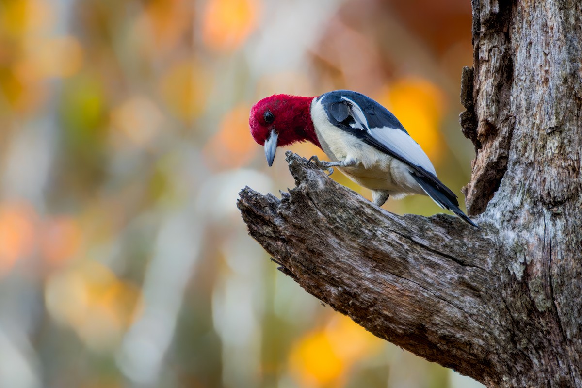 Red-headed Woodpecker - ML610507617