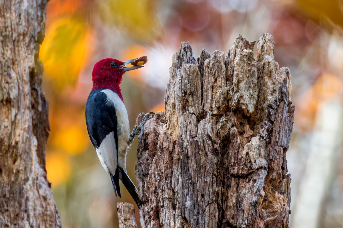 Red-headed Woodpecker - ML610507619