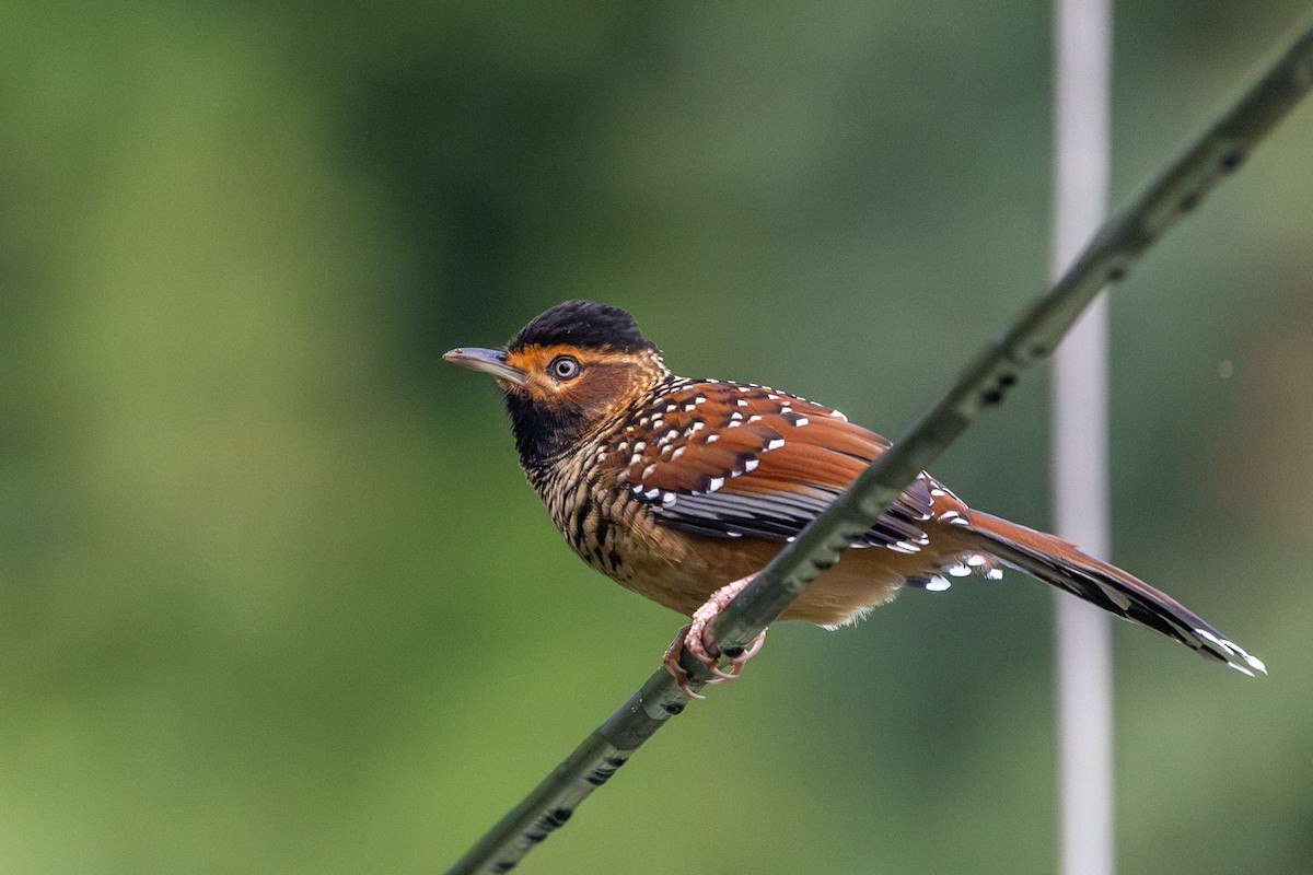 Spotted Laughingthrush - ML610507635