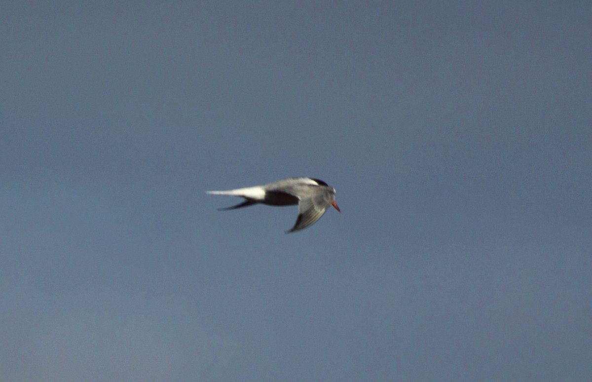 Arctic Tern - ML610508207