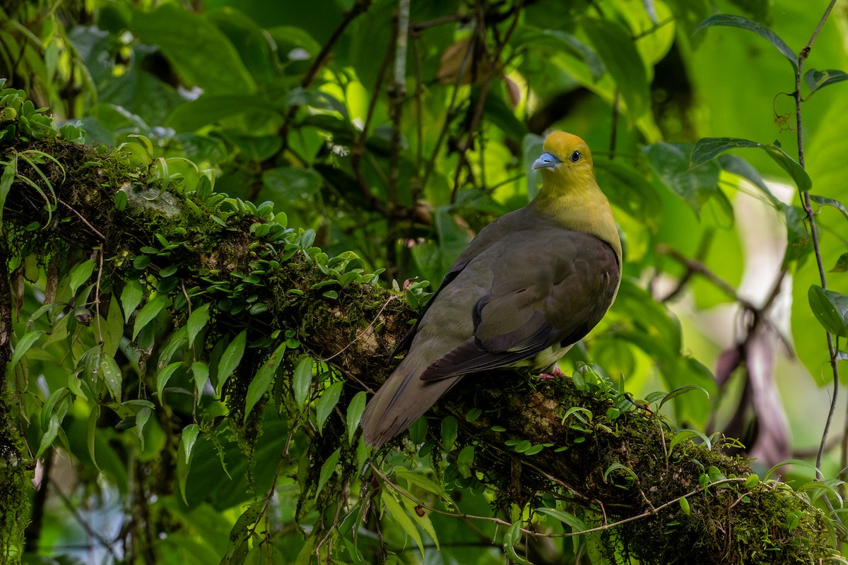 Wedge-tailed Green-Pigeon - ML610508324