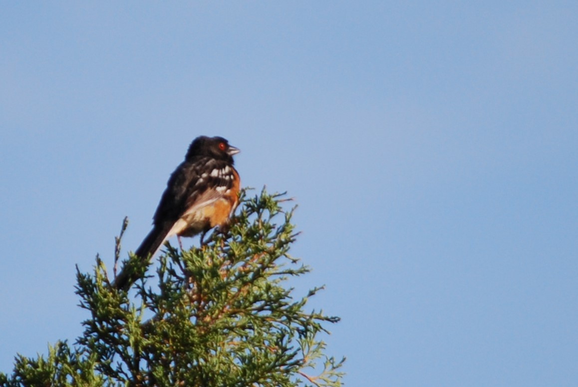 Spotted Towhee - ML610508340