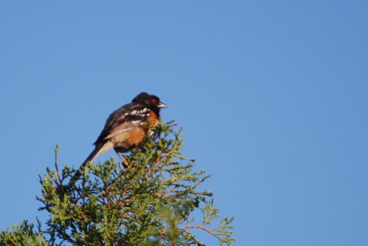 Spotted Towhee - ML610508341