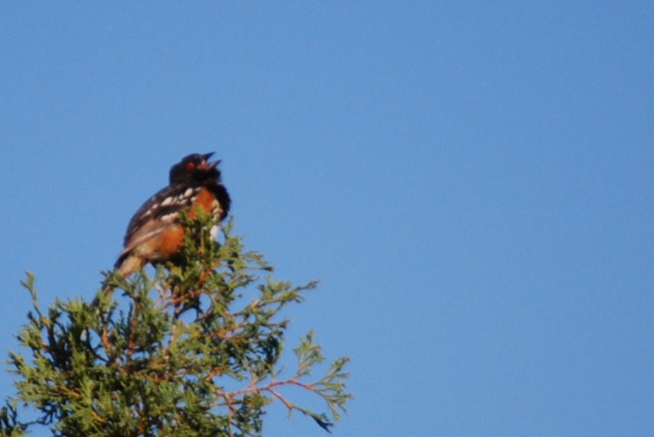 Spotted Towhee - ML610508342