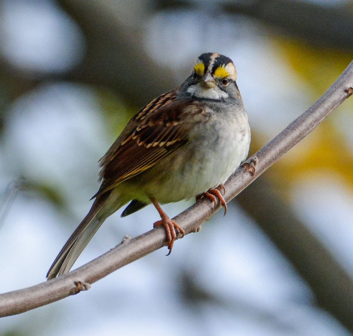 White-throated Sparrow - ML610508545