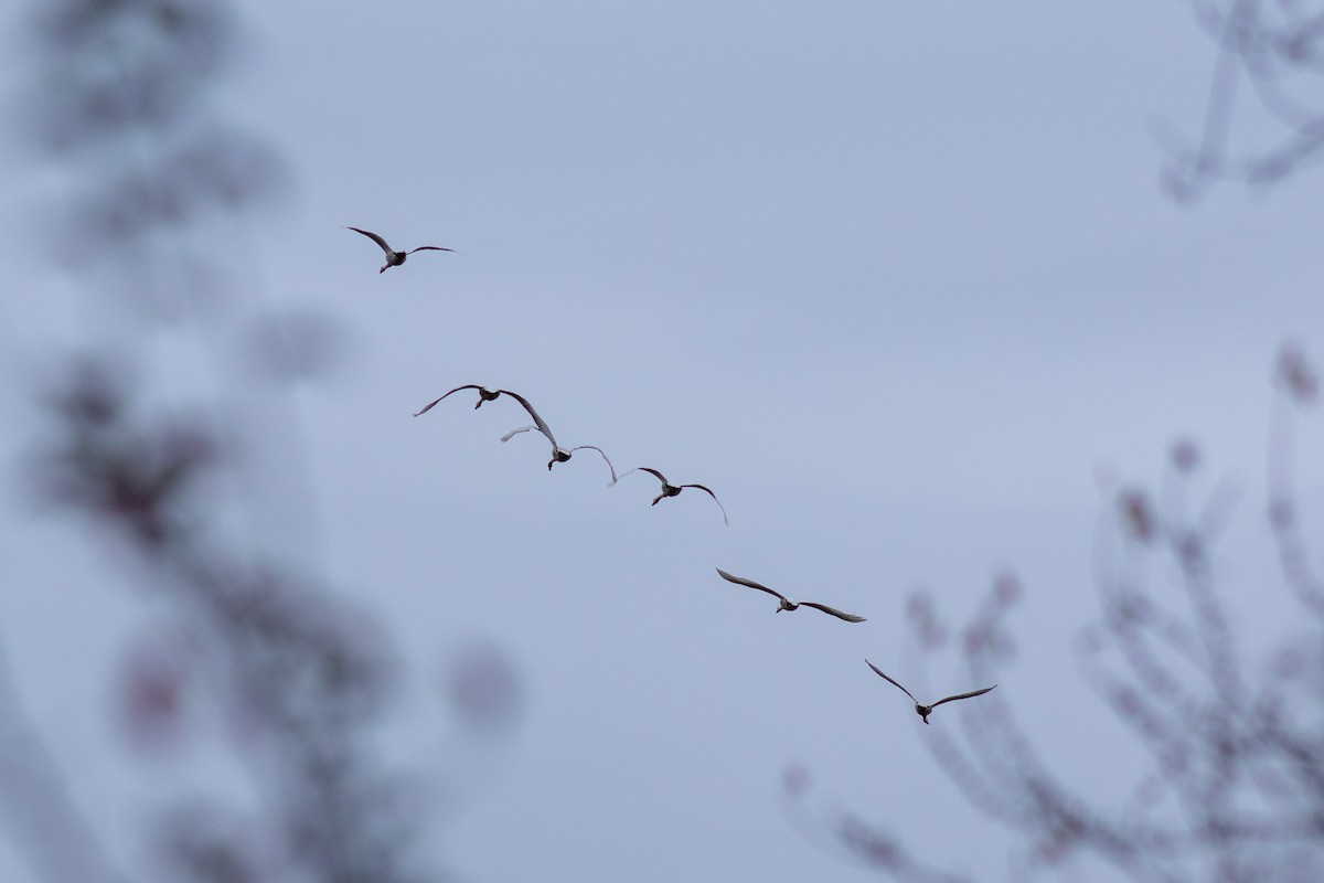 eBird Checklist 29 Oct 2023 Bolton Flats WMABolton 16 species