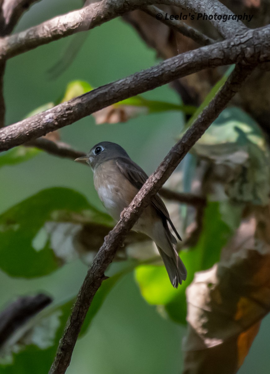 Brown-breasted Flycatcher - ML610509212