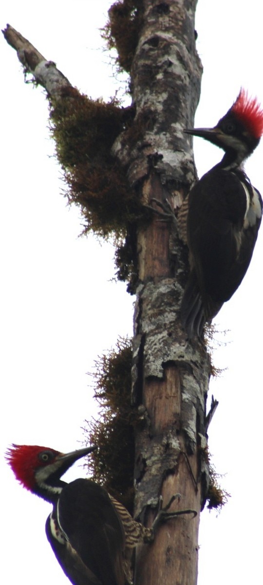 Guayaquil Woodpecker - ML610509328