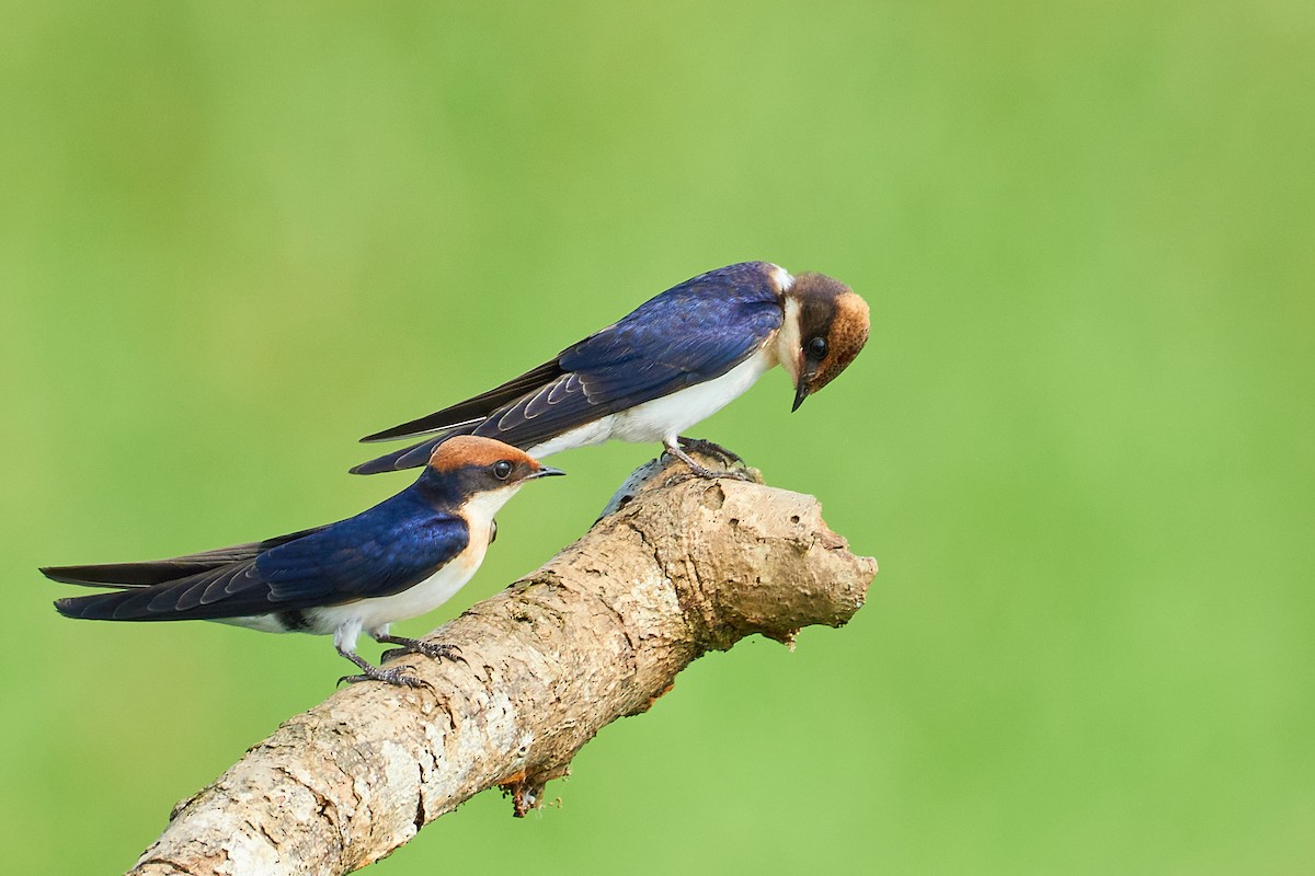 Wire-tailed Swallow - ML610509444