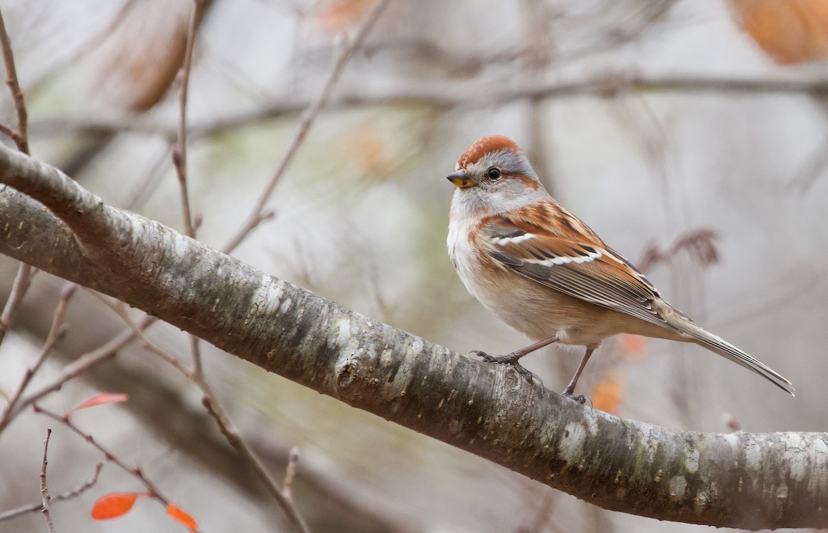 American Tree Sparrow - Will Sweet