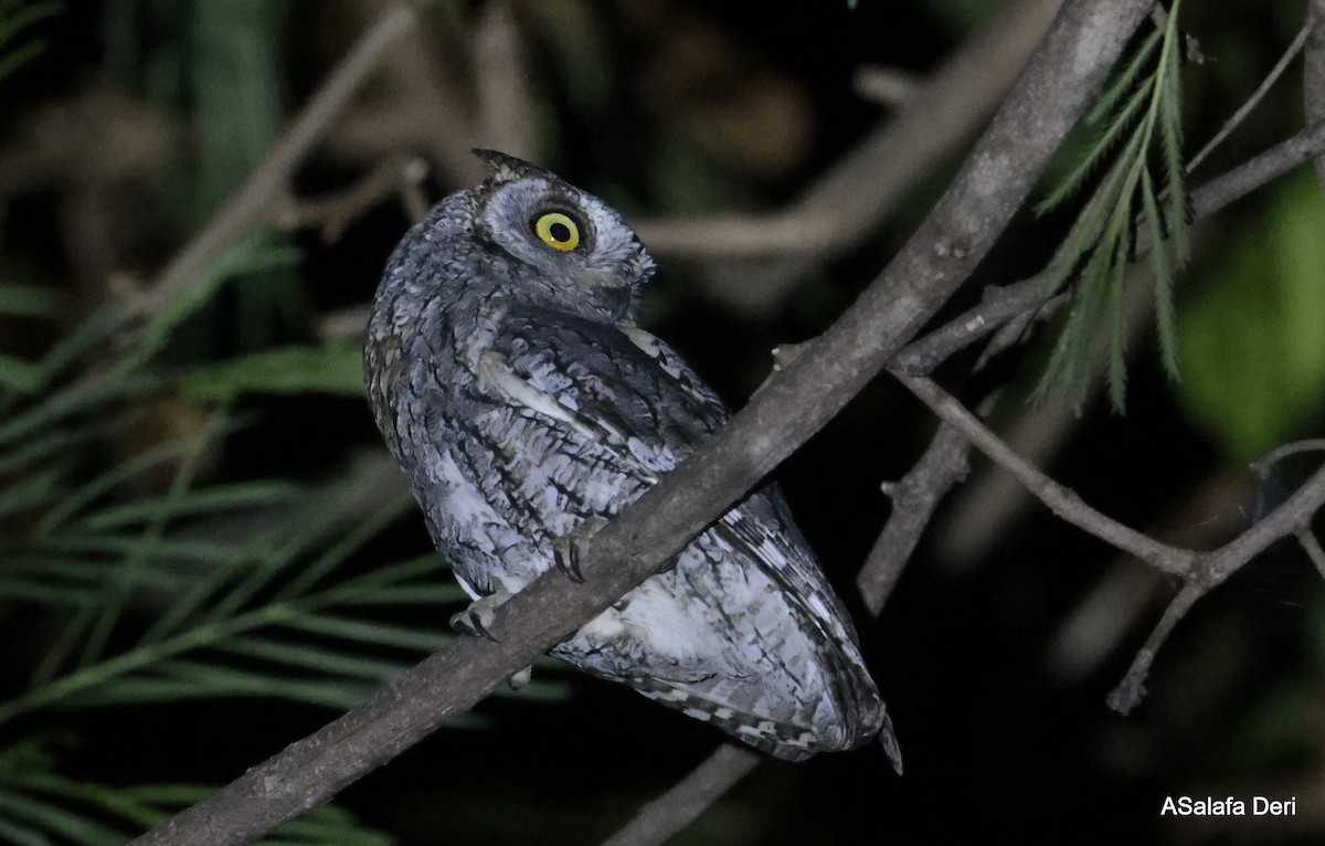 African Scops-Owl (African) - ML610509553