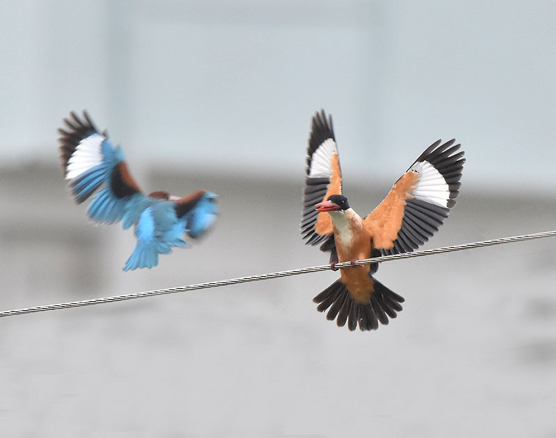 Black-capped Kingfisher - Supriya Kulkarni