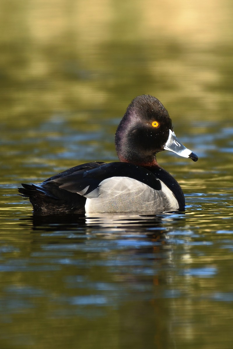 Ring-necked Duck - ML610509957