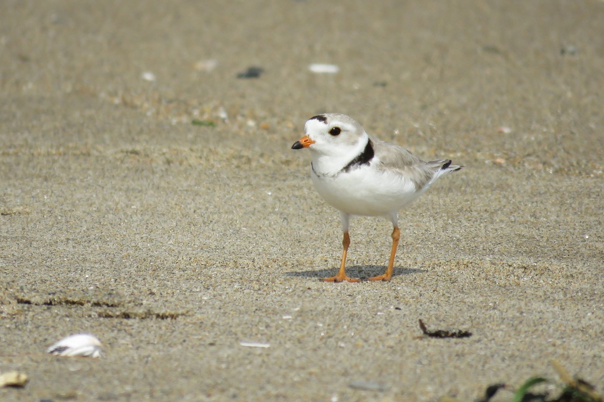 Piping Plover - ML61051021