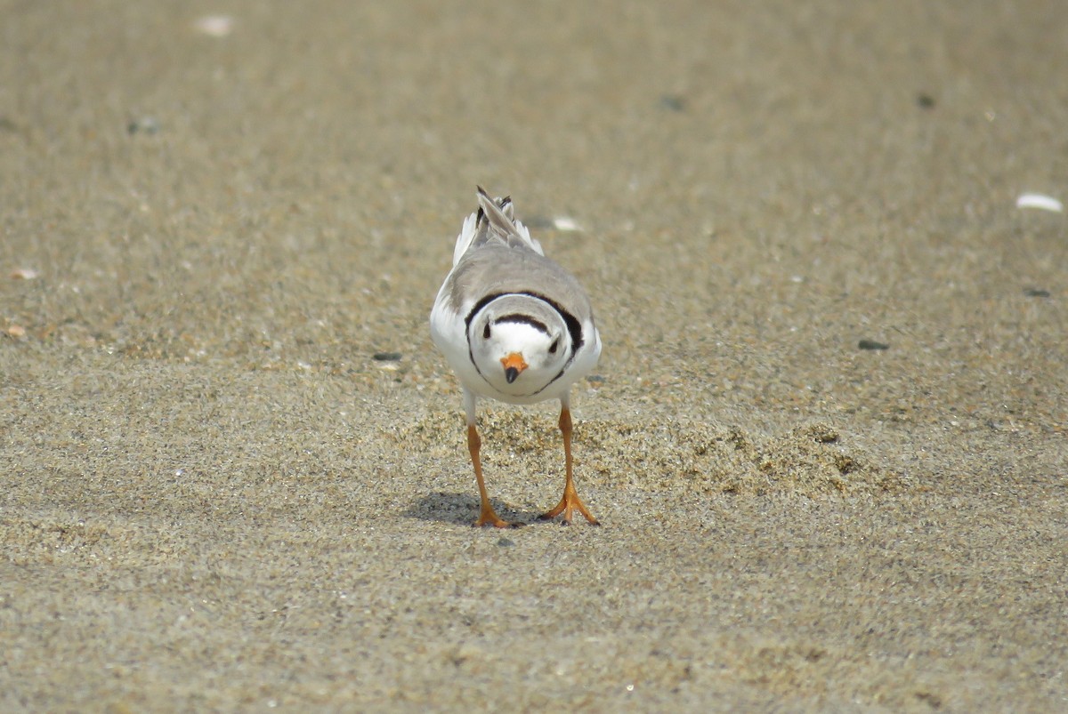 Piping Plover - ML61051031