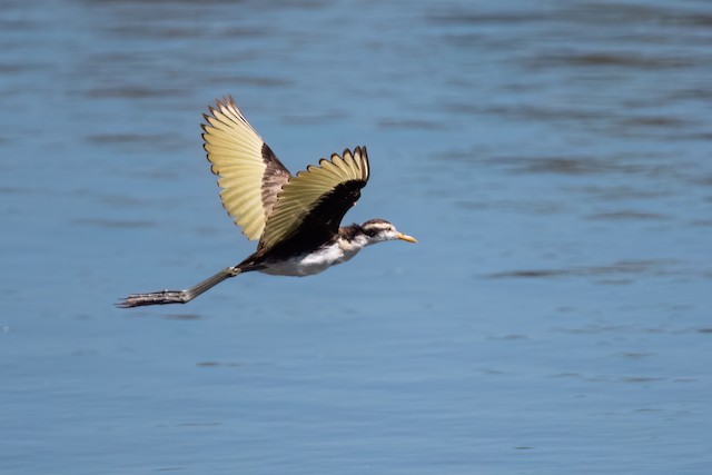 Northern Jacana