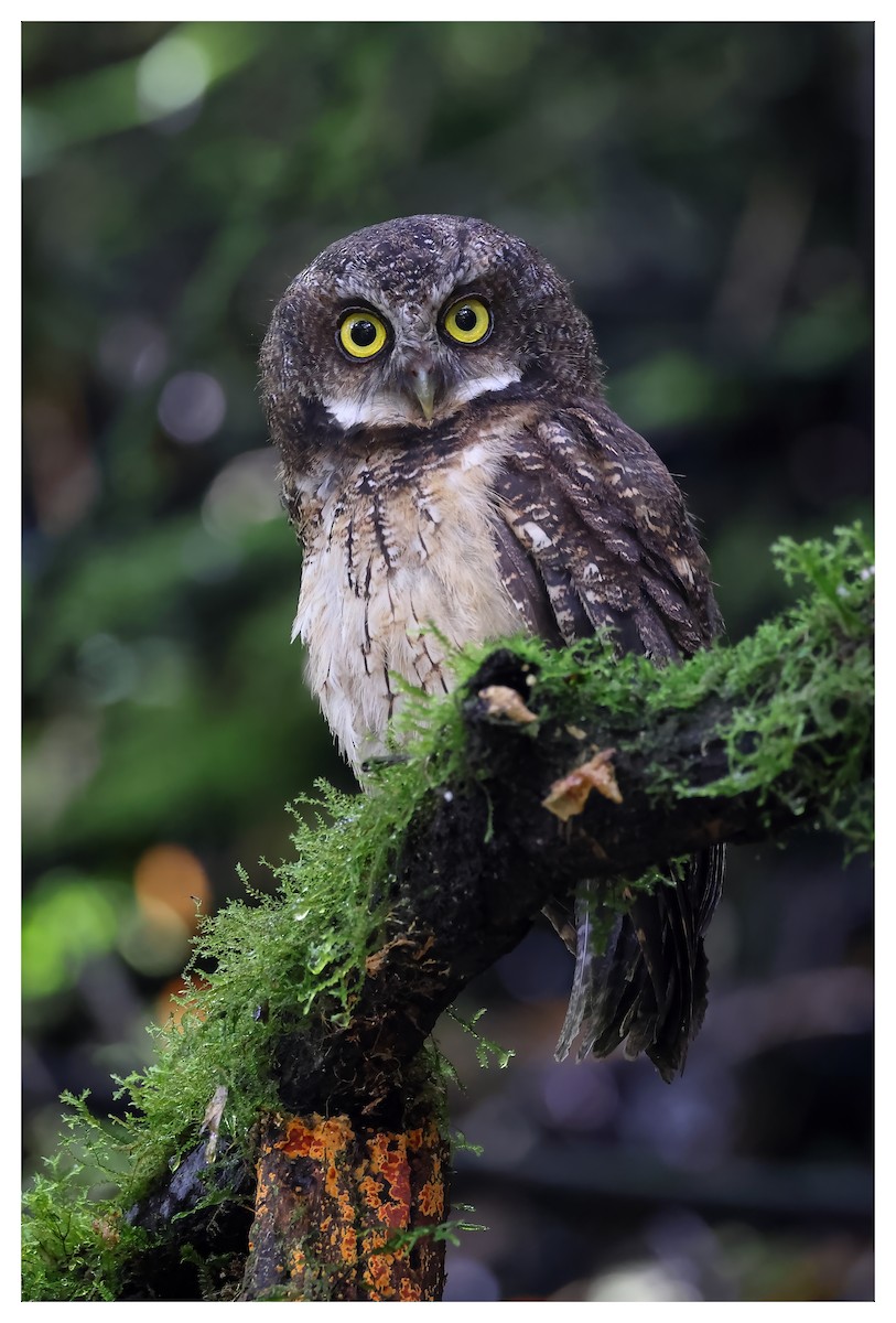 White-throated Screech-Owl - ML610510558