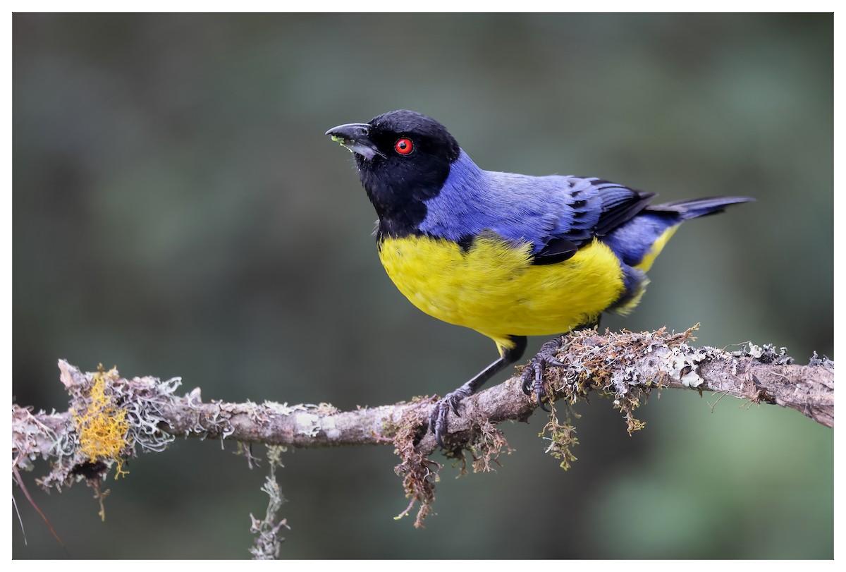 Hooded Mountain Tanager - ML610510576