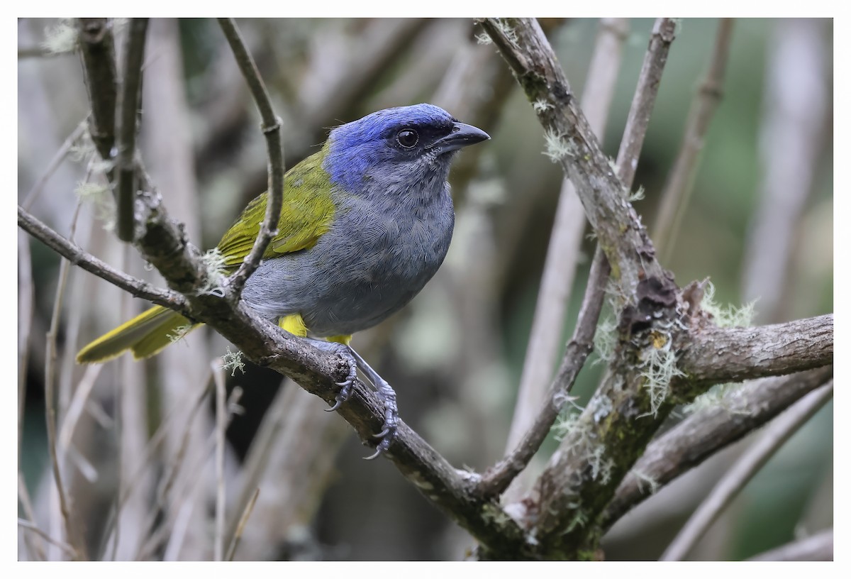 Blue-capped Tanager - ML610510589