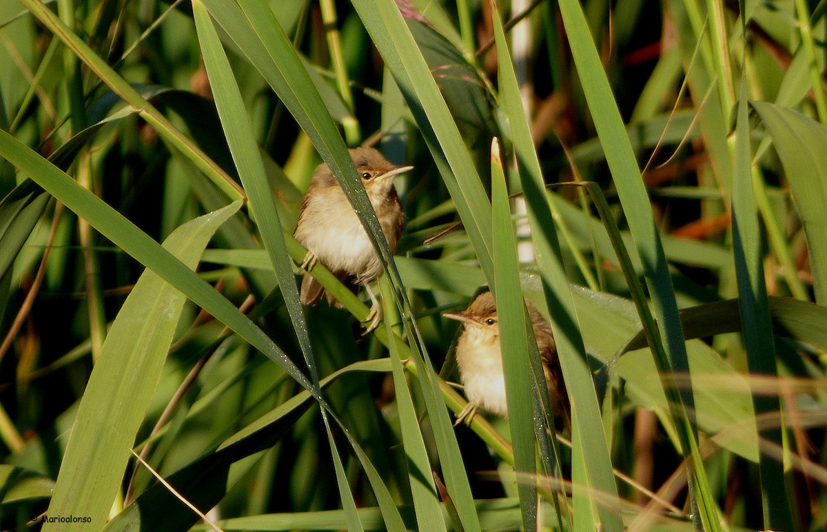 Common Reed Warbler - ML610510686