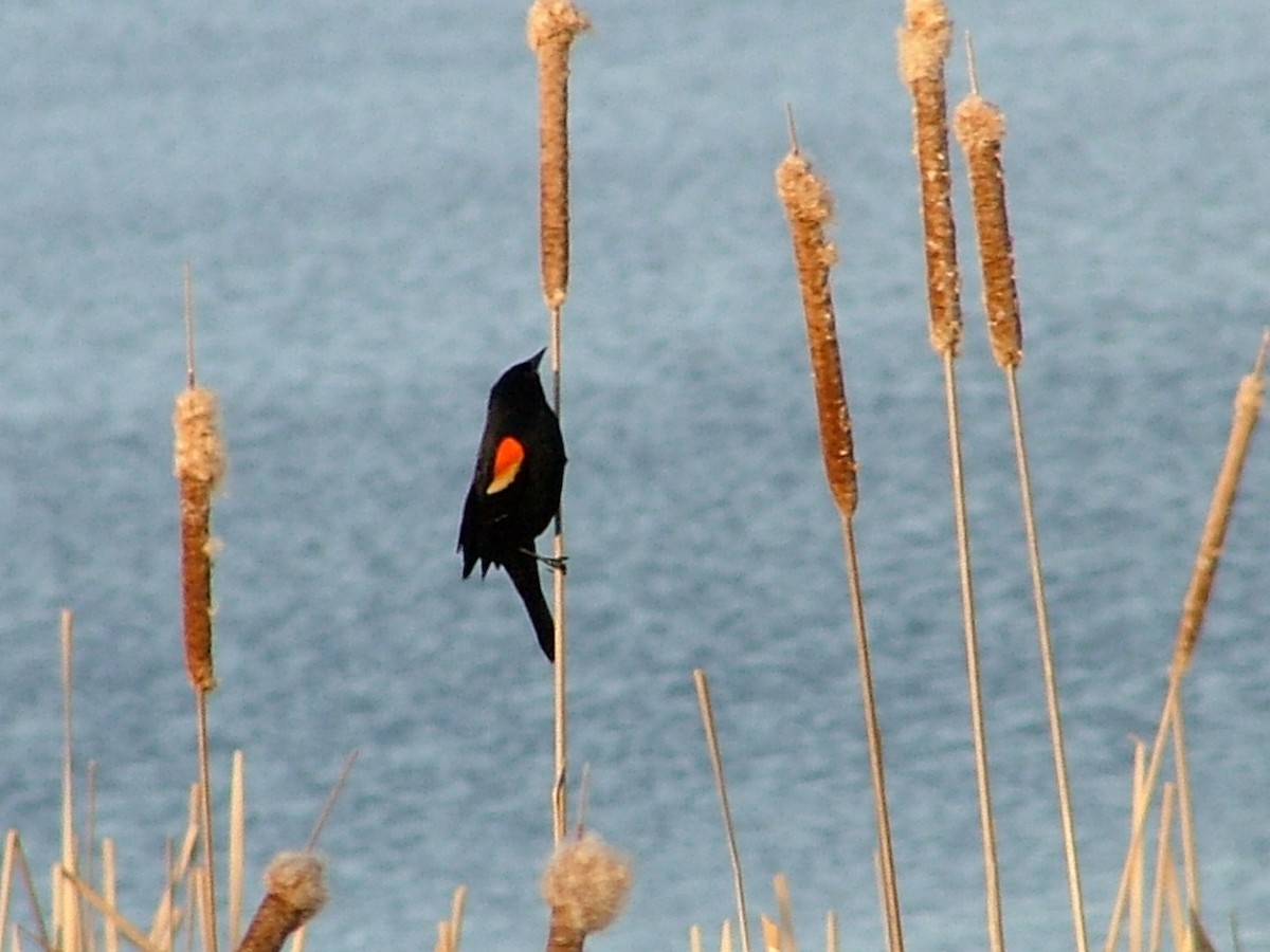 Red-winged Blackbird - ML610510692