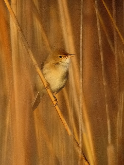 Common Reed Warbler - Mario Alonso