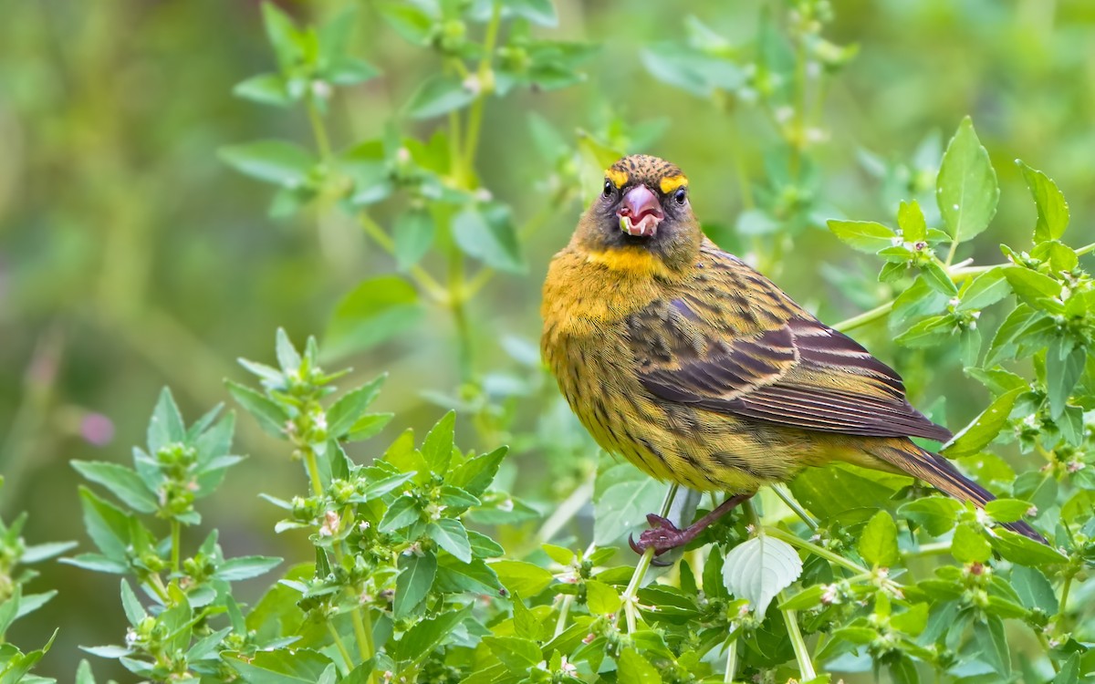 Forest Canary - ML610511306