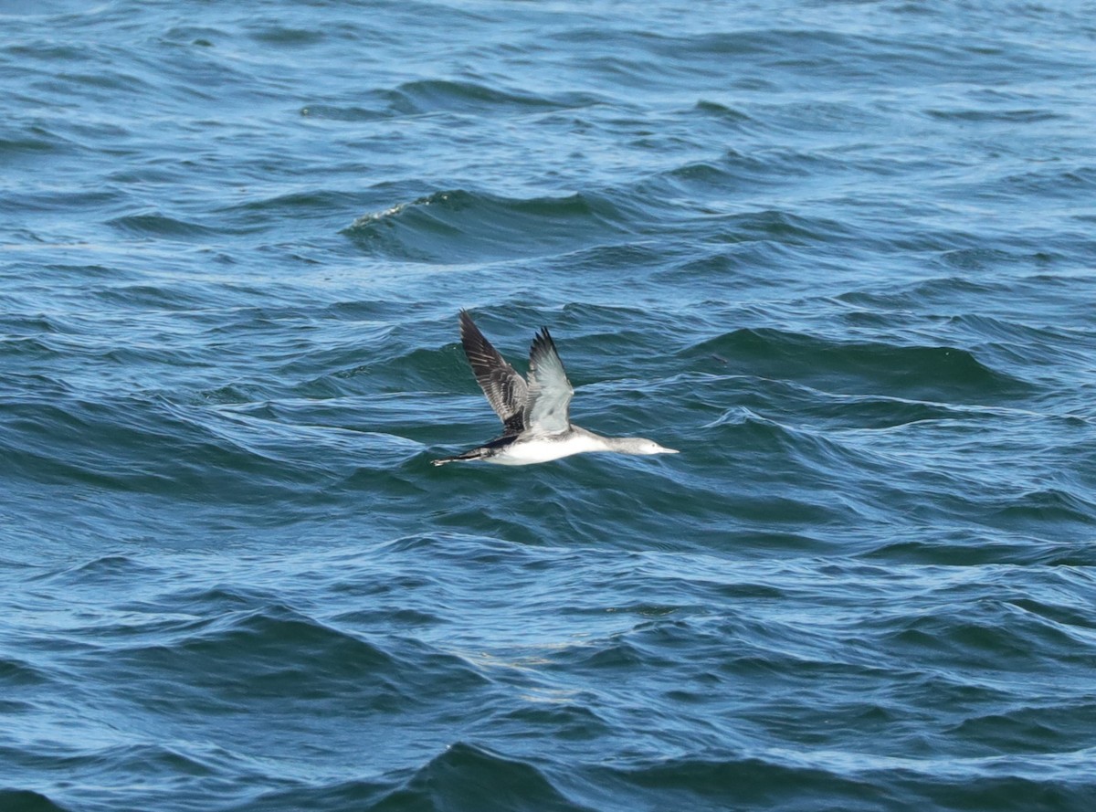Red-throated Loon - ML610511664