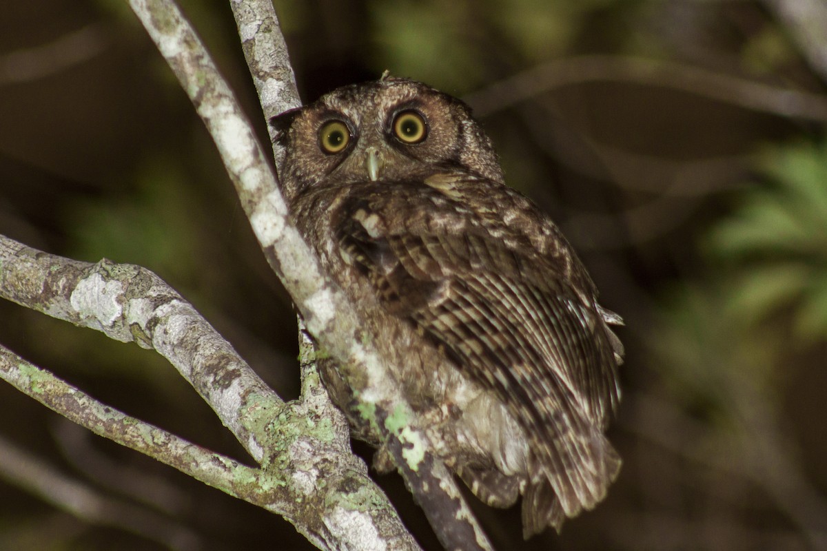 Long-tufted Screech-Owl - ML610512052
