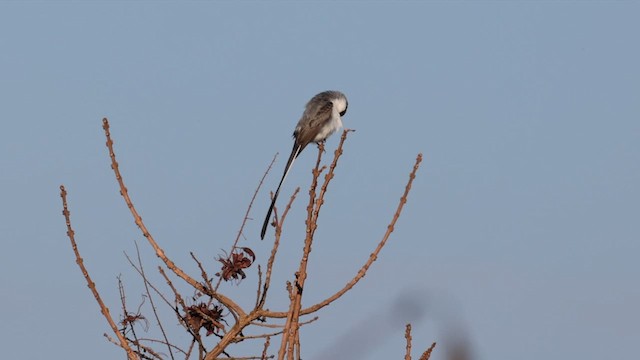 Fork-tailed Flycatcher (savana) - ML610512067