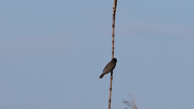 Yellow-bellied Seedeater - ML610512226