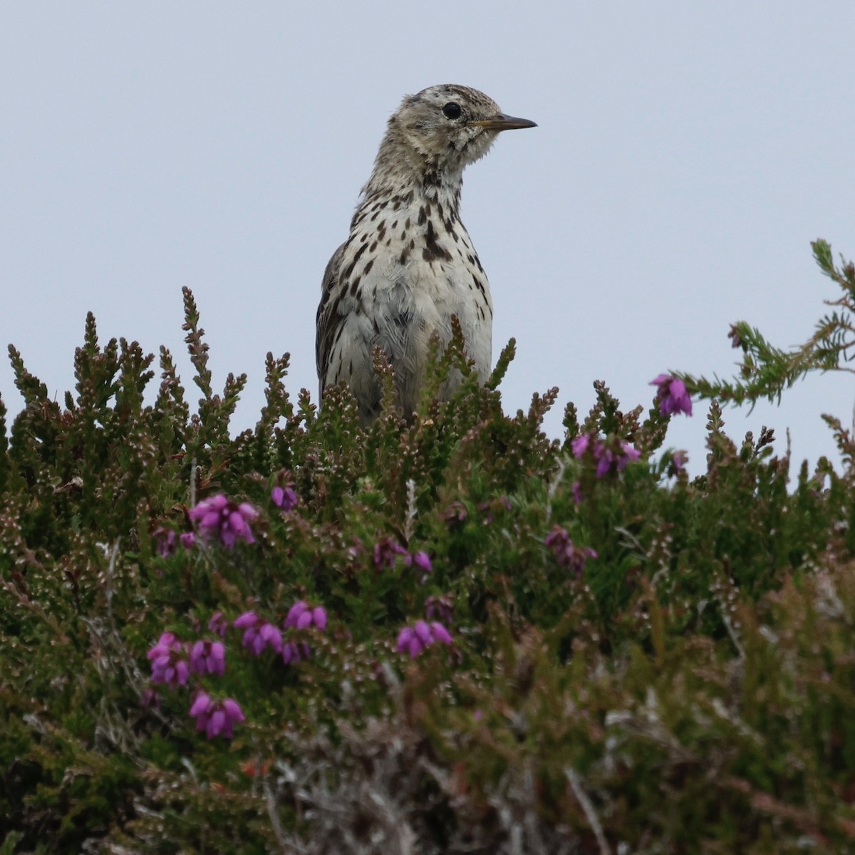 Meadow Pipit - ML610512251