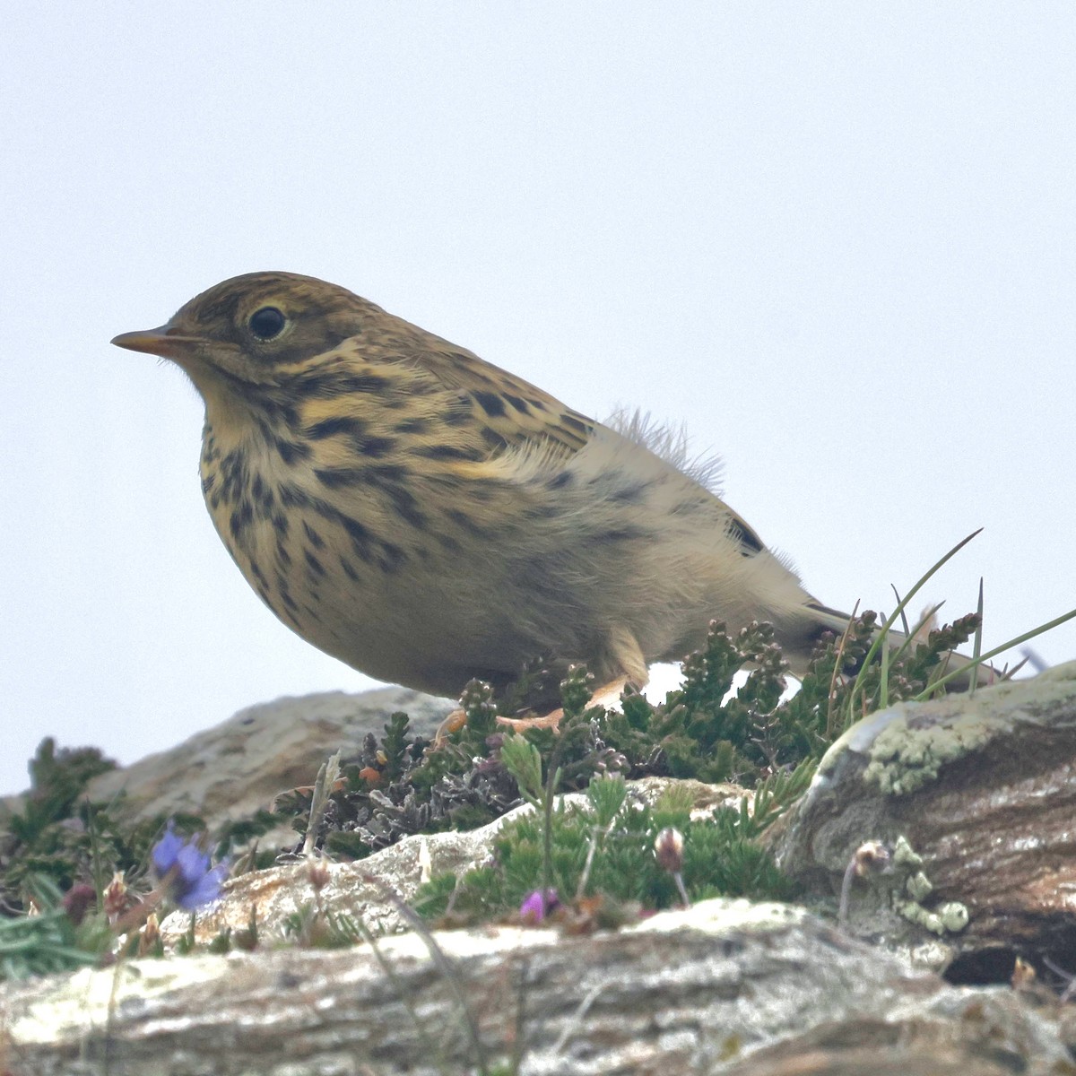 Meadow Pipit - ML610512252