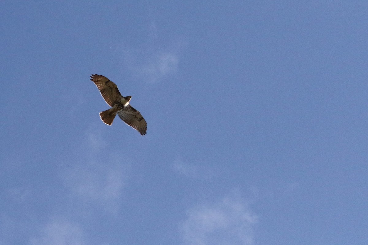 Red-tailed Hawk - ML610512285