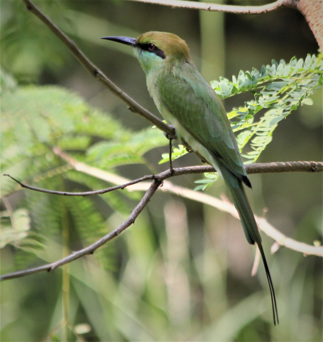 Asian Green Bee-eater - ML610512400