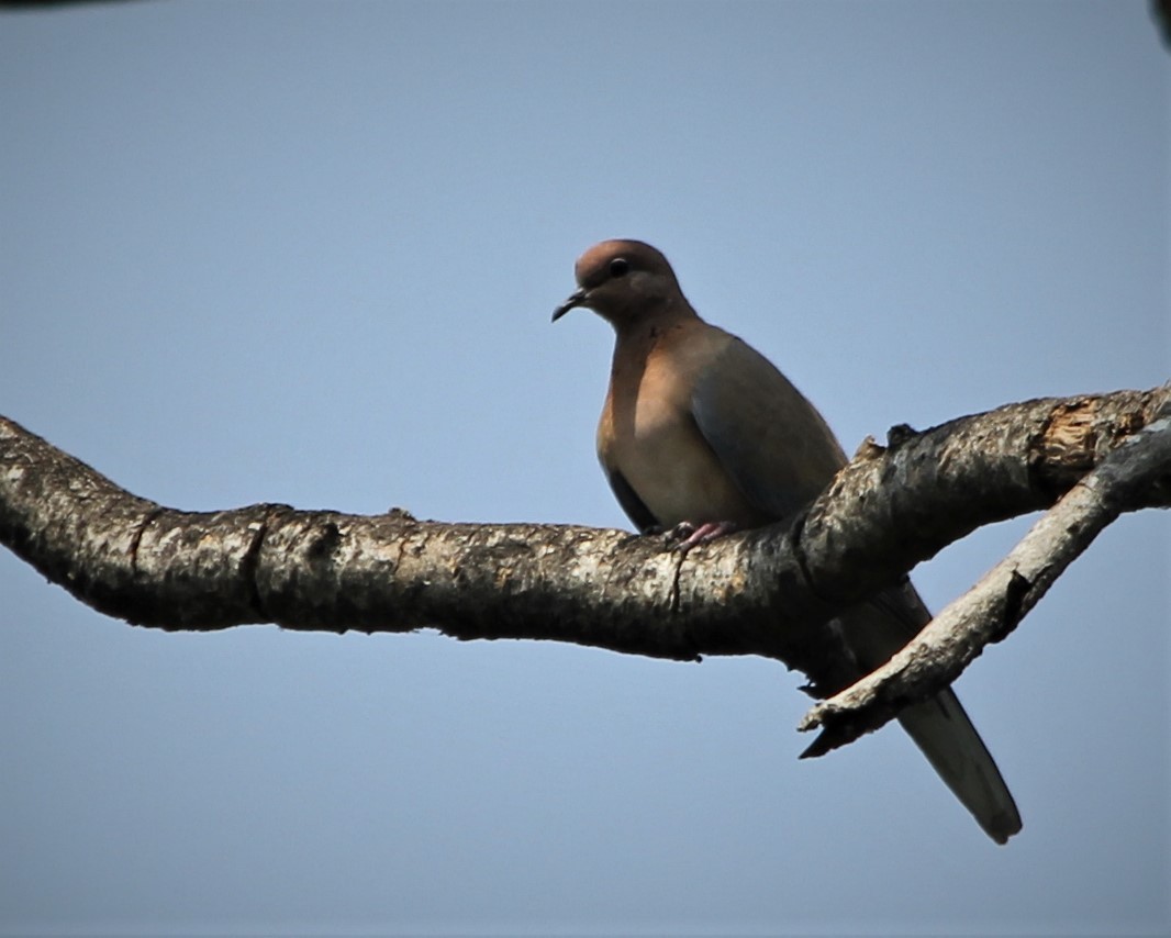 Laughing Dove - ML610512633