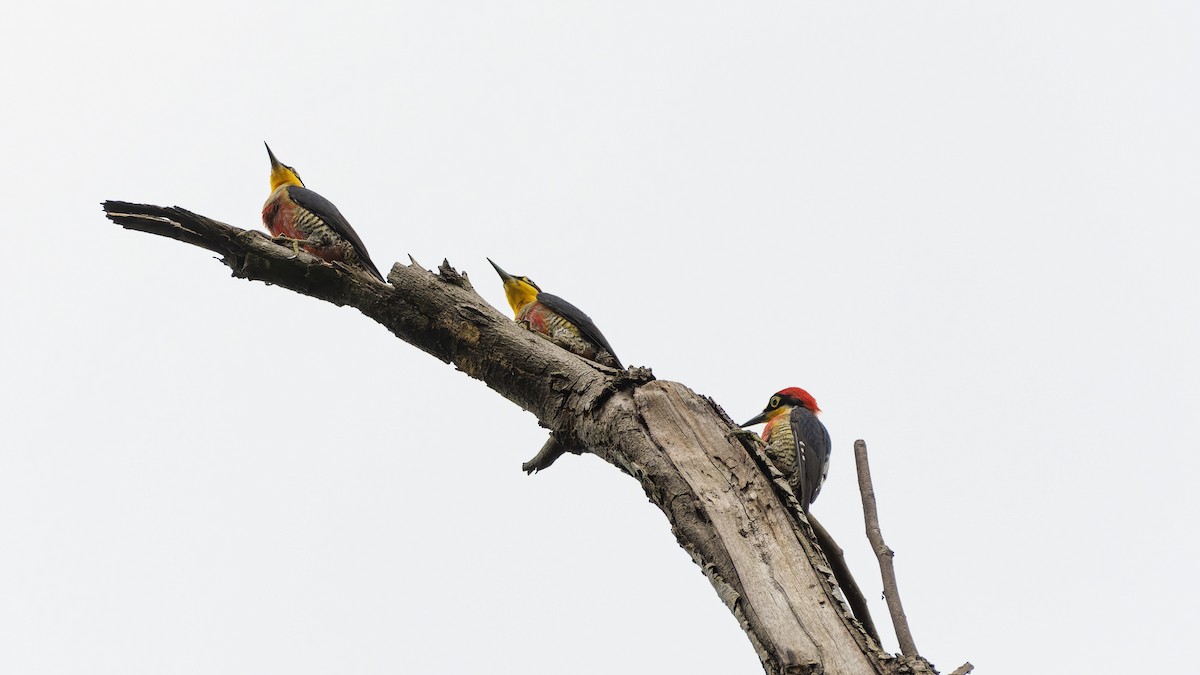 Yellow-fronted Woodpecker - ML610512720