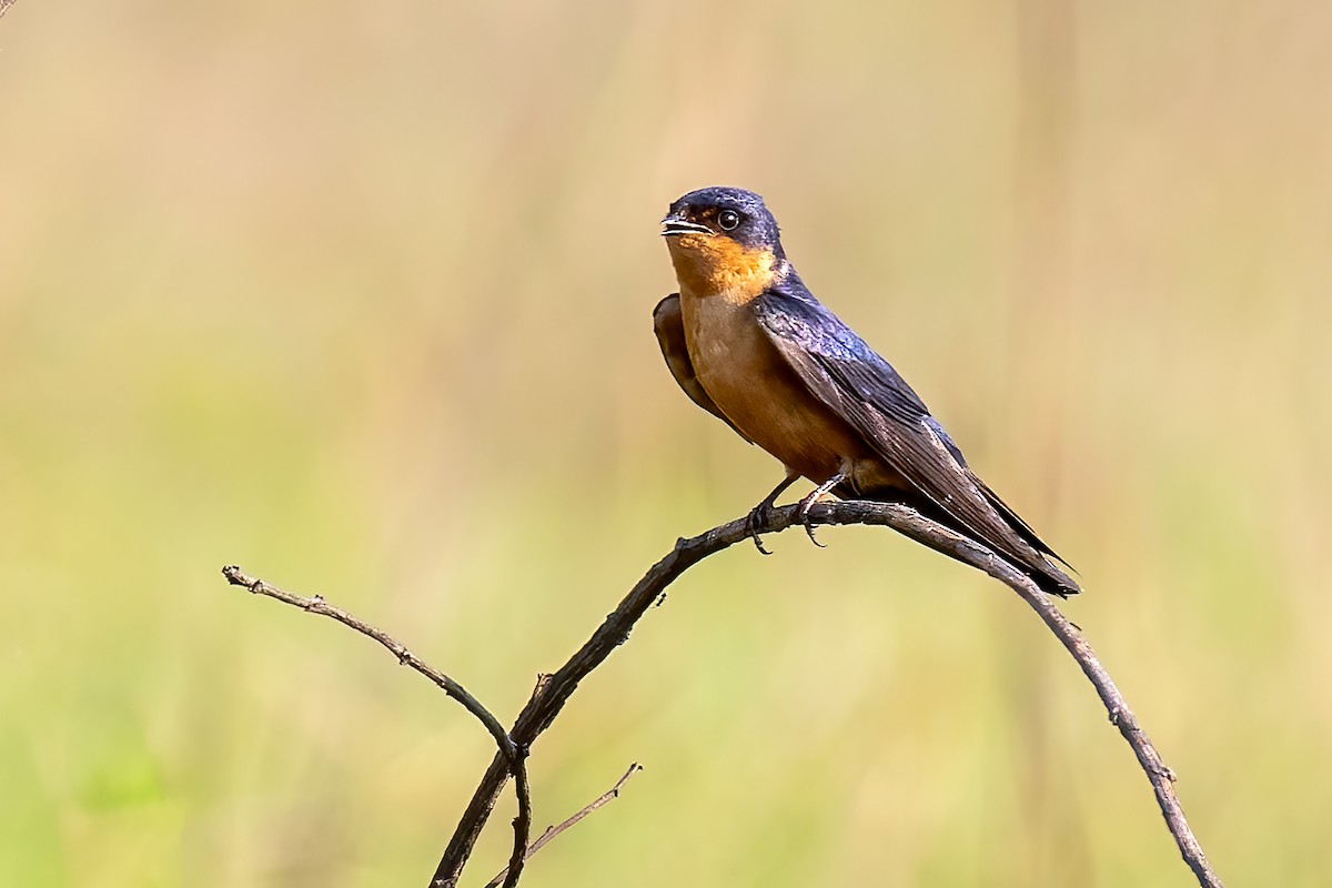 Black-and-rufous Swallow - ML610513113