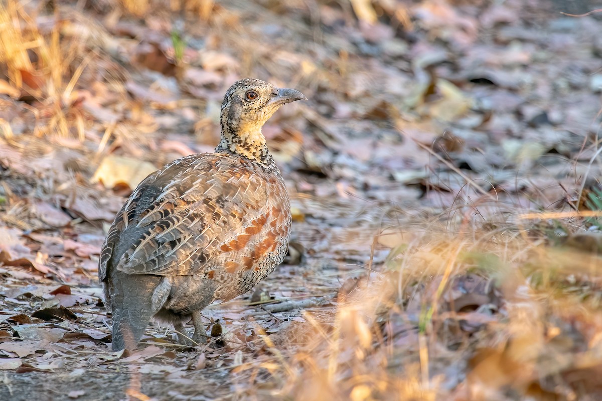 Whyte's Francolin - ML610513241