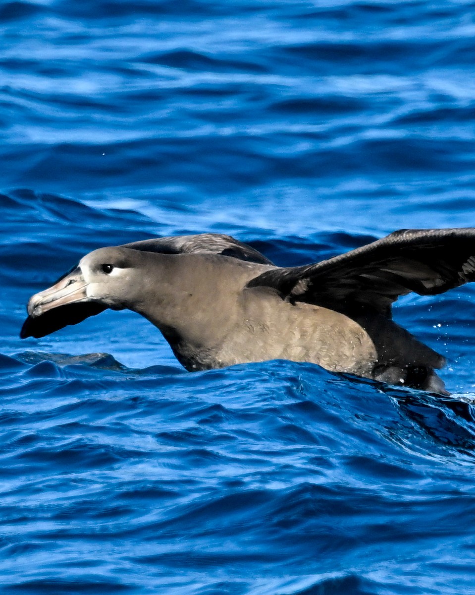 Black-footed Albatross - ML610513330