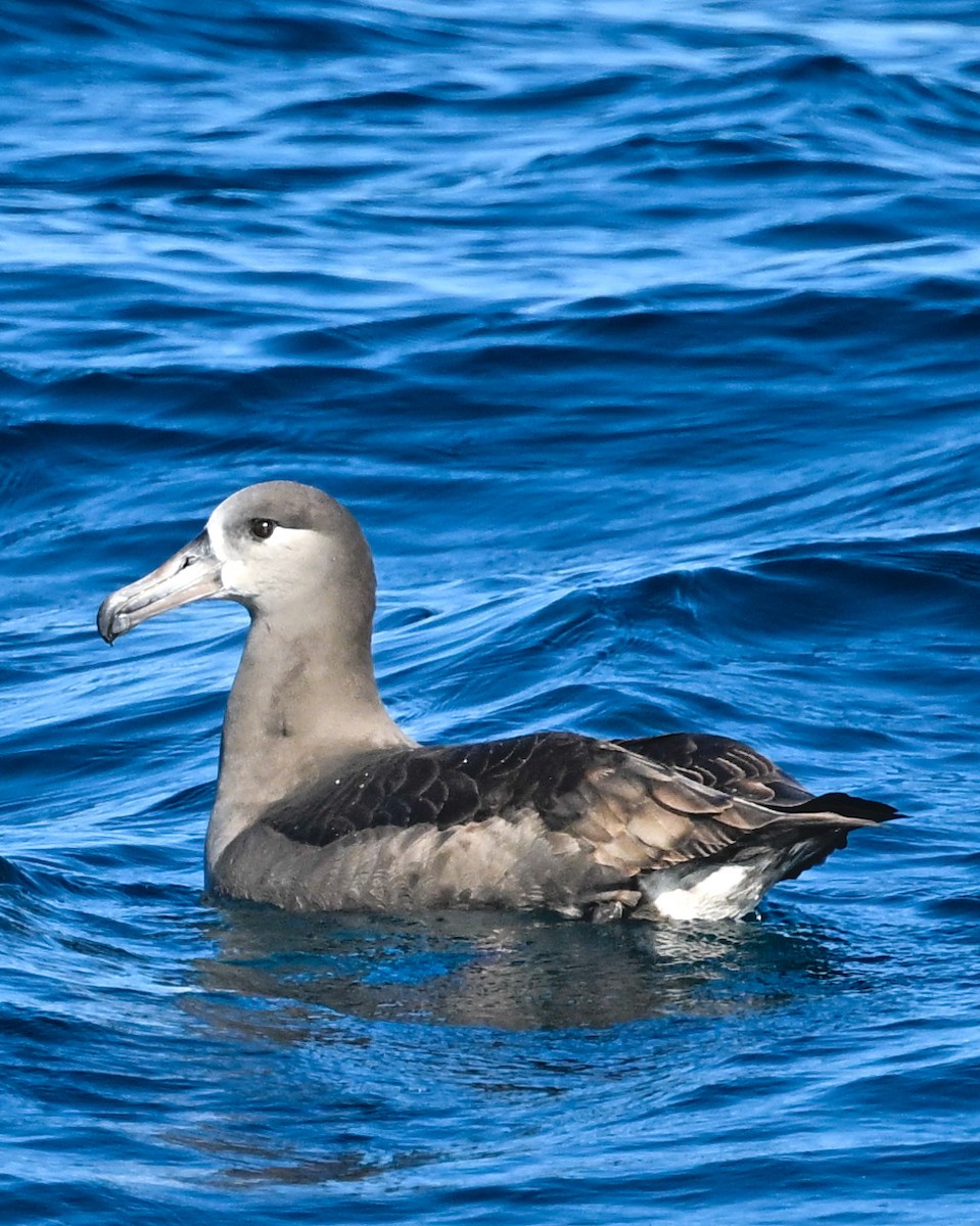 Black-footed Albatross - Brett Banditelli