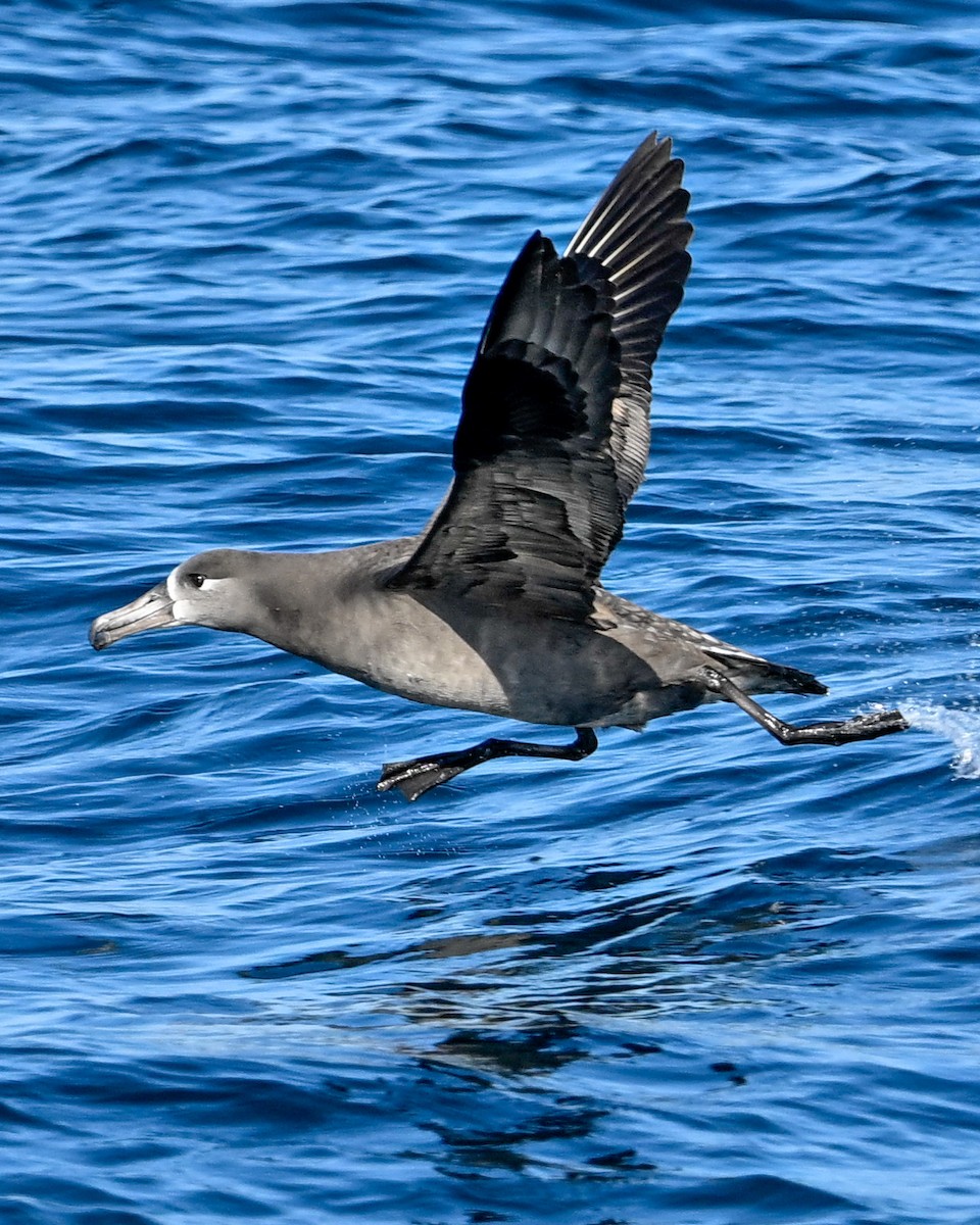 Black-footed Albatross - ML610513334