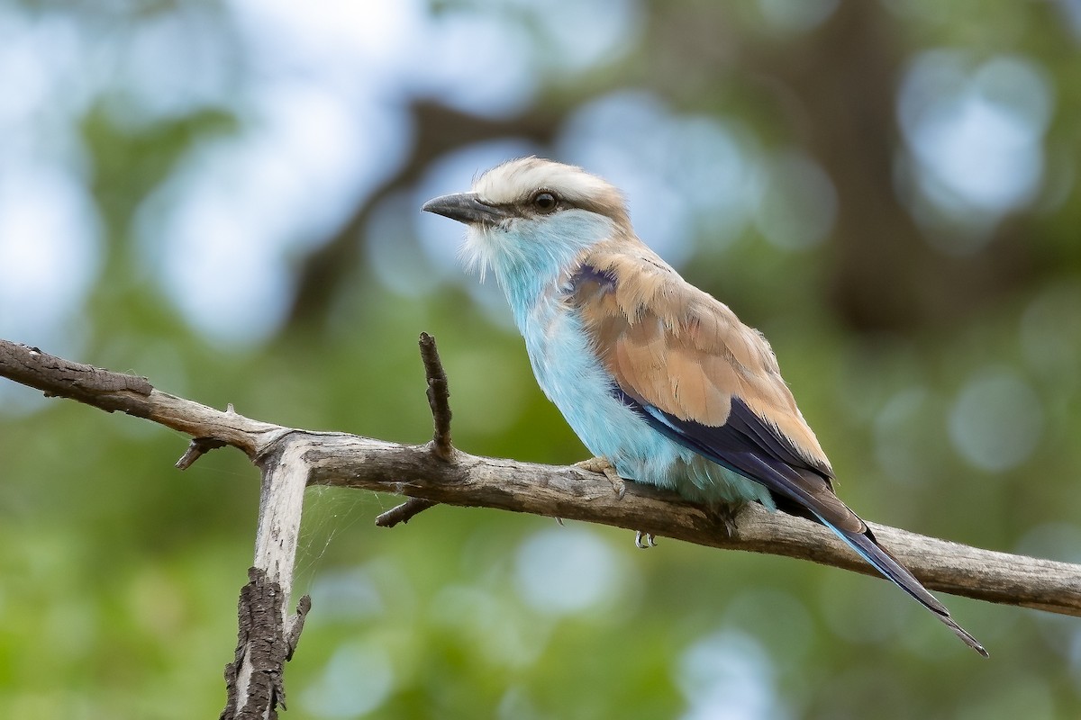 Racket-tailed Roller - ML610513441