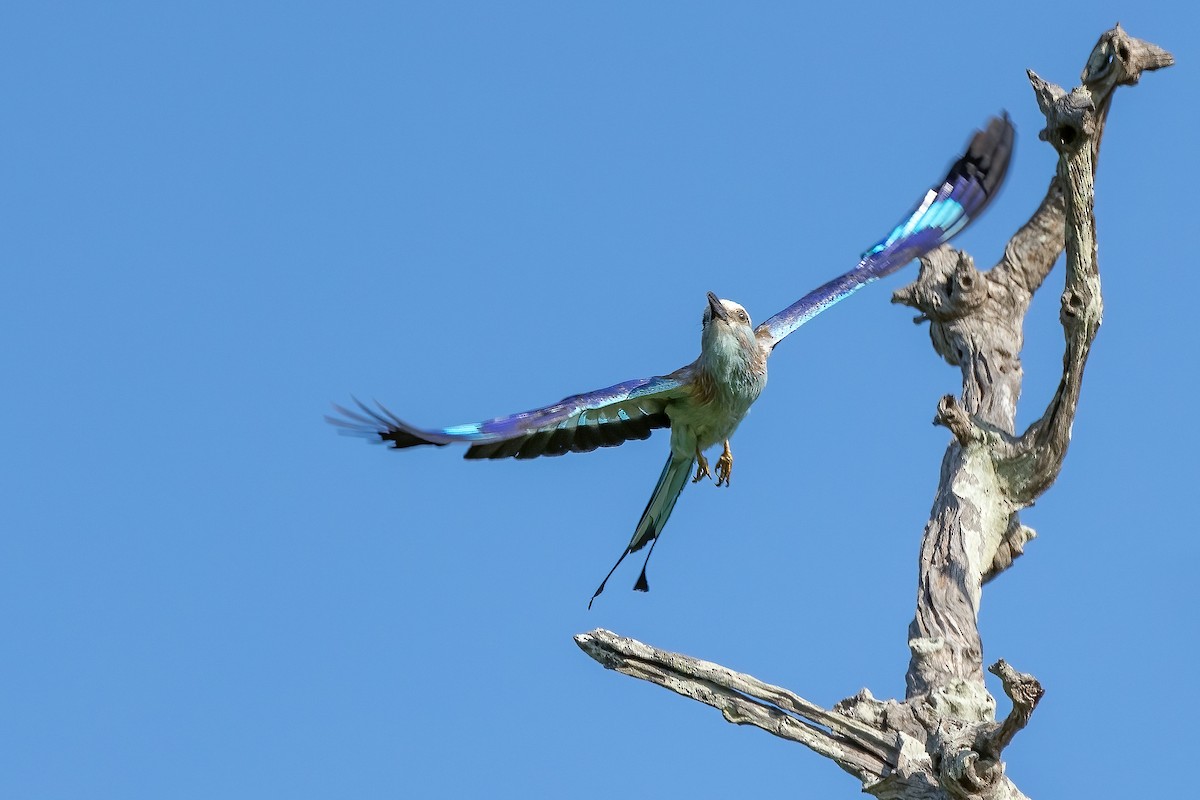 Racket-tailed Roller - ML610513442