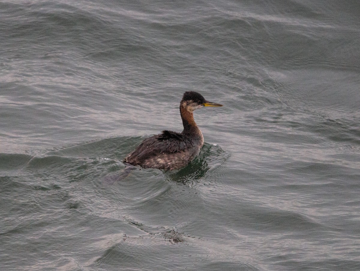 Red-necked Grebe - ML610513647
