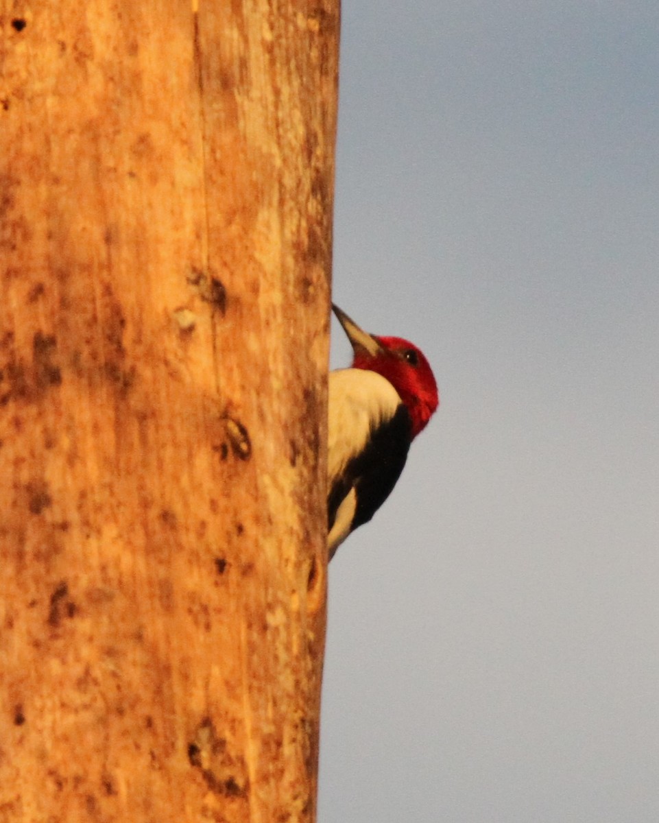 Red-headed Woodpecker - ML610513860
