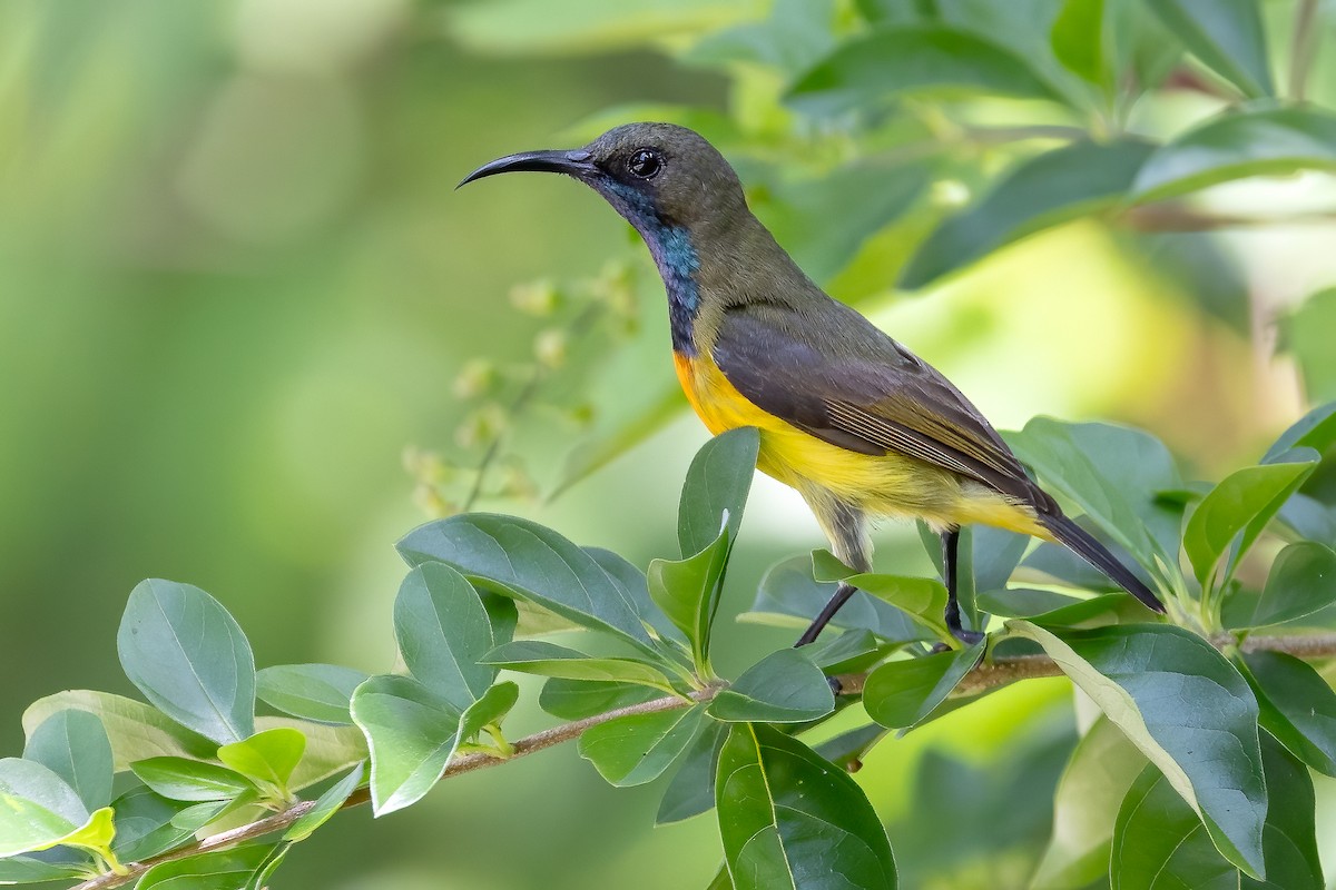 Apricot-breasted Sunbird - Daniel Danckwerts (Rockjumper Birding Tours)
